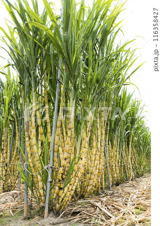 Ripe yellow Sugarcane is soon to be harvested in the farmland of Taiwan. Ripe yellow Sugarcane is soon to be harvested in the farmland of Taiwan. 116358427