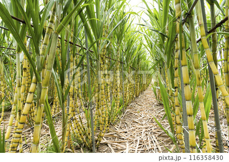 Ripe yellow Sugarcane is soon to be harvested in the farmland of Taiwan. Ripe yellow Sugarcane is soon to be harvested in the farmland of Taiwan. 116358430