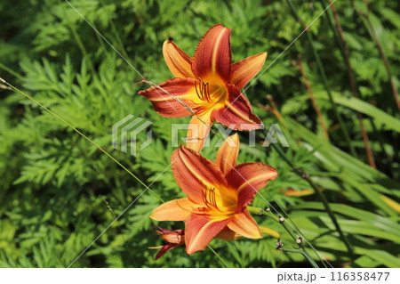 初夏の庭に咲く赤いアルストロメリアの花 初夏の庭に咲く赤いアルストロメリアの花 116358477