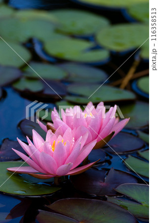 睡蓮の花びらのクローズアップ素材 睡蓮の花びらのクローズアップ素材 116358513