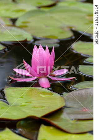 睡蓮の花びらのクローズアップ素材 116358514