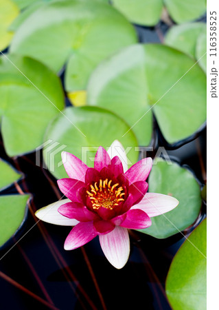 睡蓮の花びらのクローズアップ素材 116358525