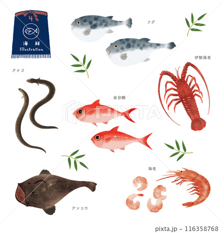 いろいろな魚の水彩風イラストセット(4) いろいろな魚の水彩風イラストセット(4) 116358768