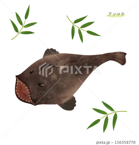 アンコウの水彩風イラスト 116358770