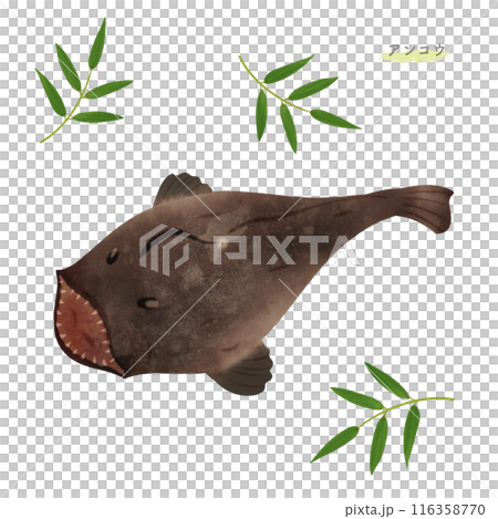 Watercolor illustration of anglerfish 116358770