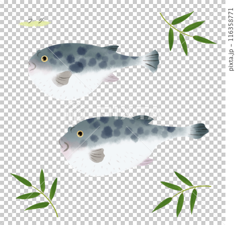 Watercolor illustration of blowfish 116358771