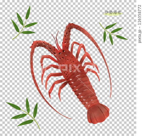 Spiny lobster watercolor illustration 116358772