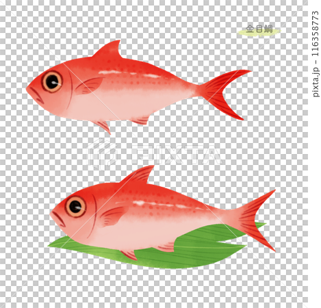 Watercolor illustration of alfonsino 116358773