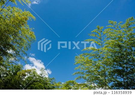 爽やかな緑の笹の梢と真っ青な夏空のコピースペース 116358939