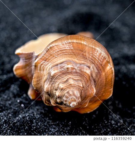 Hemifusus Tuba Seashell on a black sand background 116359240
