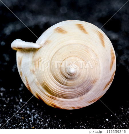Semicassis japonica Seashell on a black sand background Semicassis japonica Seashell on a black sand background 116359246