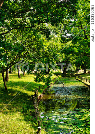 東京　都立水元公園 スイレンの風景 116359365