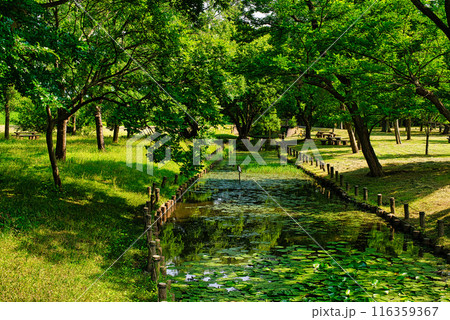 東京　都立水元公園 スイレンの風景 116359367