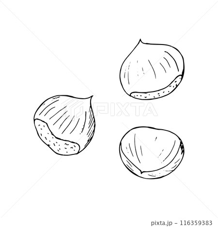 Ripe nuts of horse chestnut. Conifers seed of the horse chestnut tree. Hand-drawn isolated illustration 116359383