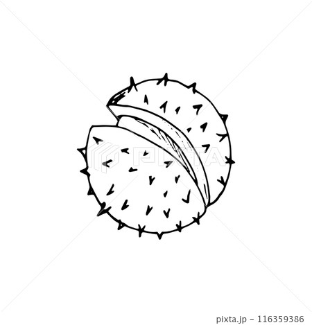 Big ripe raw fresh horse chestnut. Natural organic snack. Aesculus hippocastanum. Hand-drawn botanical illustration isolated on white. 116359386