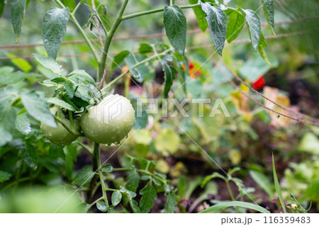 Homegrown vegetables on an organic domestic farm Homegrown vegetables on an organic domestic farm 116359483