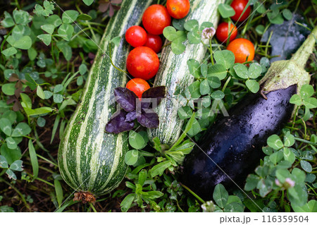 Homegrown vegetables on an organic domestic farm 116359504