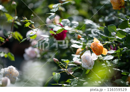 新緑に包まれる白い薔薇 116359529