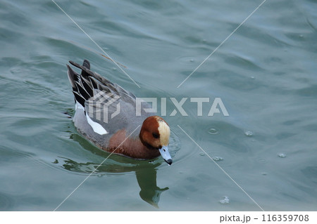 荒尾市 海岸 ヒドリガモ、 荒尾市 海岸 ヒドリガモ、 116359708