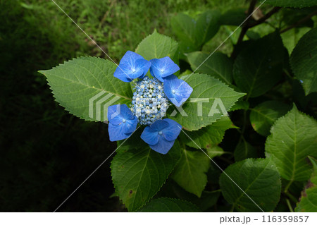 広角レンズでクローズアップ撮影したアジサイの花 116359857
