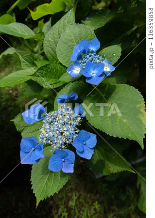広角レンズでクローズアップ撮影したアジサイの花 広角レンズでクローズアップ撮影したアジサイの花 116359858