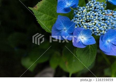 広角レンズでクローズアップ撮影したアジサイの花 116359859
