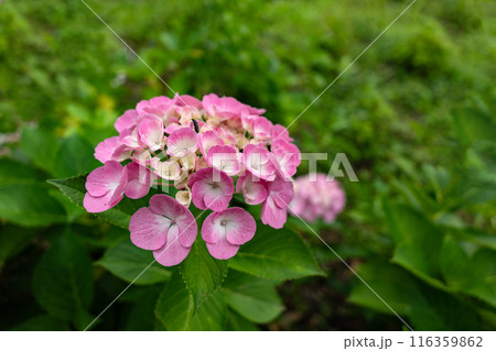 広角レンズでクローズアップ撮影したアジサイの花 116359862