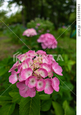 広角レンズでクローズアップ撮影したアジサイの花 116359863