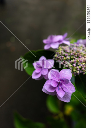 広角レンズでクローズアップ撮影したアジサイの花 116359864
