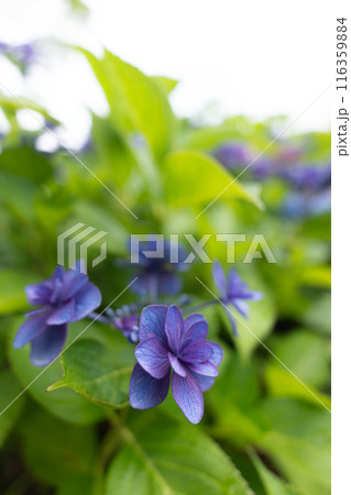 広角レンズでクローズアップ撮影したアジサイの花 116359884