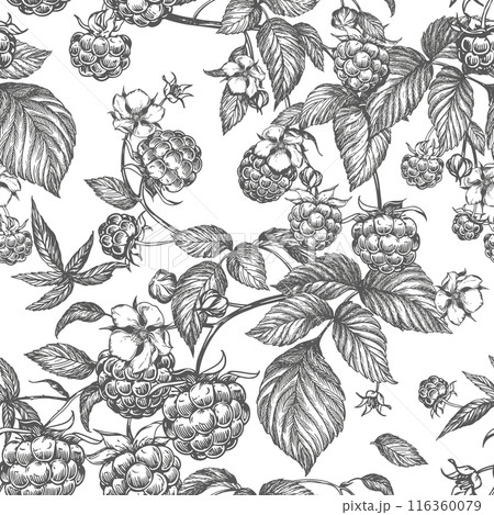 Raspberry seamless pattern. Vector drawing. Isolated sketch of berries and leaves in engraving style on white background. Detailed line sketch, hand drawn. The background for packaging design, labels. 116360079