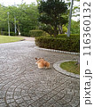 公園で休憩するコーギー 116360132