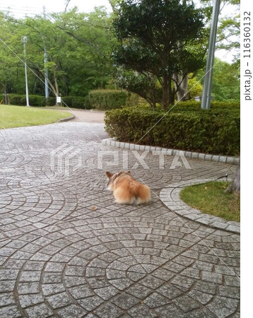 公園で休憩するコーギー 116360132