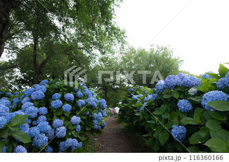 紫陽花園 紫陽花園 116360166