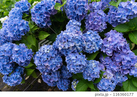 紫陽花園 116360177