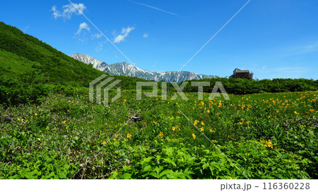 鎌池湿原から見る白馬連峰 116360228
