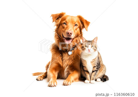 Cat and Dog in Harmony, Pet Health Clinic Promotion, Cat and Dog Togetherness, Professional Veterinary Care Representation, Representing Services Related to Animals Cat and Dog in Harmony, Pet Health Clinic Promotion, Cat and Dog Togetherness, Professional Veterinary Care Representation, Representing Services Related to Animals 116360610