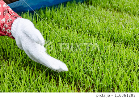 農作業の女性 農作業の女性 116361295