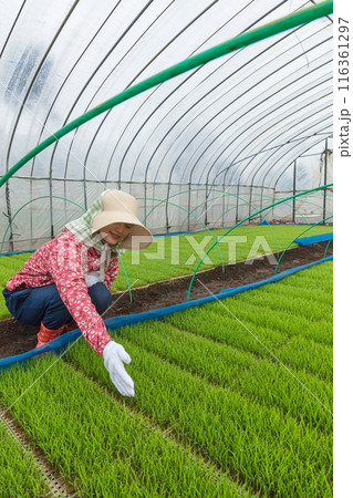 農作業の女性 116361297