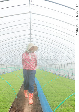 農作業の女性 農作業の女性 116361313