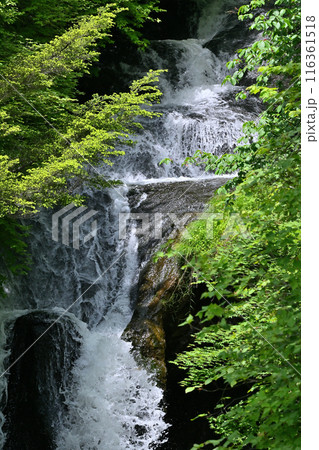 新緑と竜頭の滝 (栃木県・日光市) 新緑と竜頭の滝 (栃木県・日光市) 116361518