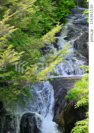 新緑と竜頭の滝　（栃木県・日光市） 116361530