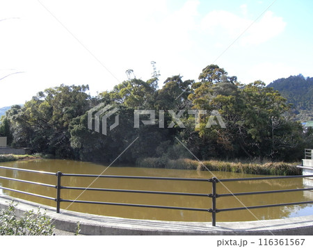 新宮藺沢（浮島の森）－浮島植物群落 116361567