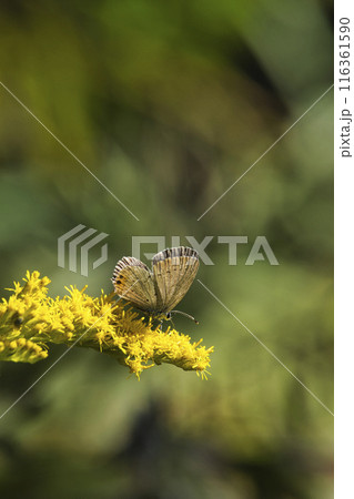 秋10月黄色いセイタカアワダチソウの花に止まるシジミチョウ 116361590