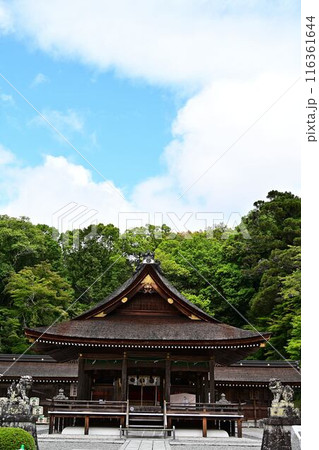 新緑の出雲大神宮 新緑の出雲大神宮 116361644