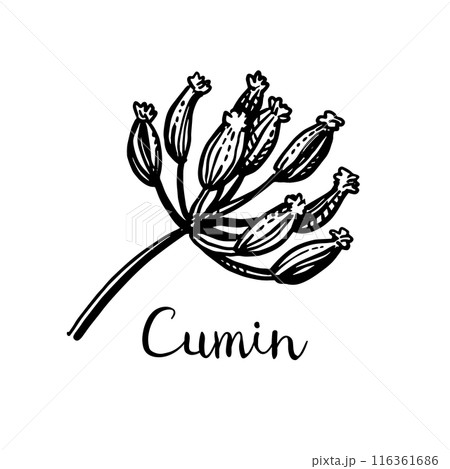 Cumin seeds on a dried flower. 116361686