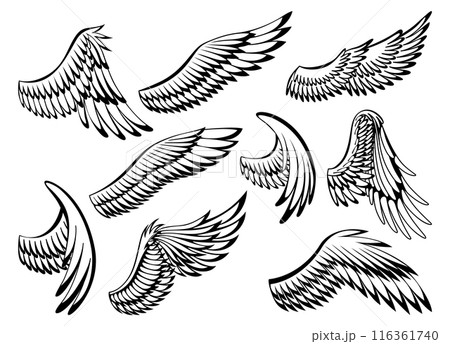 Wings sketch collection. Stylized birds wings. Hand drawn contoured stiker wing in open position. Vector design elements in coloring style Wings sketch collection. Stylized birds wings. Hand drawn contoured stiker wing in open position. Vector design elements in coloring style 116361740