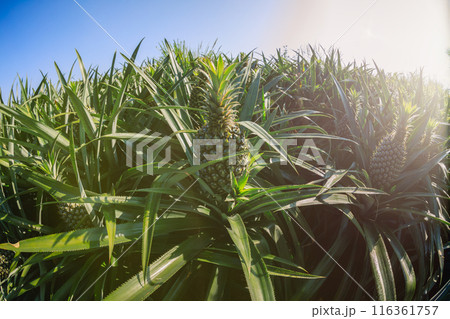 Pineapple grow on tree in garden Pineapple grow on tree in garden 116361757