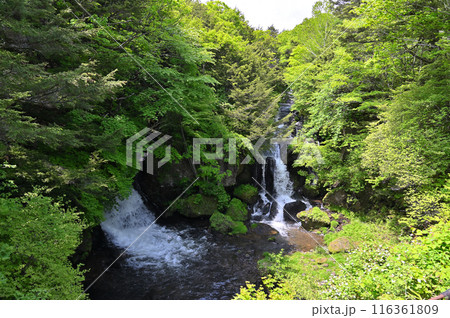 新緑と竜頭の滝　（栃木県・日光市） 116361809