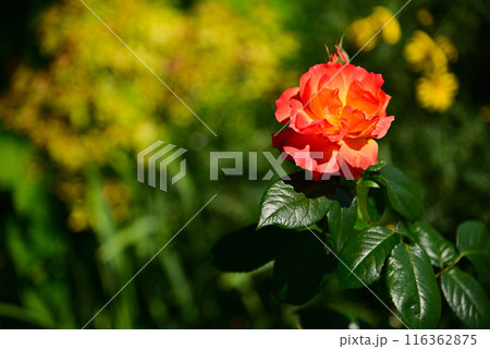 美しい5月のバラ 116362875